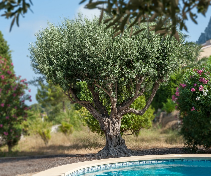 Olivier en bord de piscine